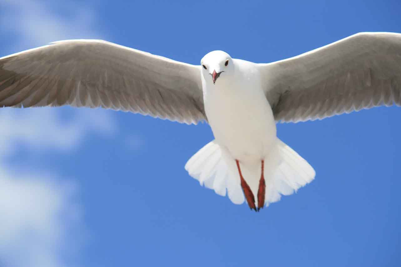 A white dove flying in the sky.